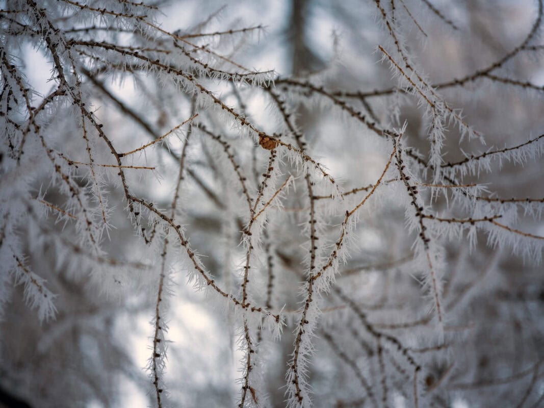 Hvorfor besøge Vršič-passet i Slovenien nær Kranjska Gora om vinteren?